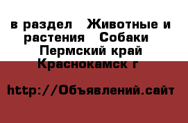  в раздел : Животные и растения » Собаки . Пермский край,Краснокамск г.